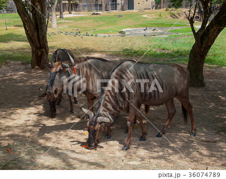 Wildebeest at Khao Kheow Open Zoo. 36074789