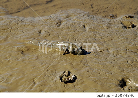 福岡県柳川市の有明海　むつごろう 36074846