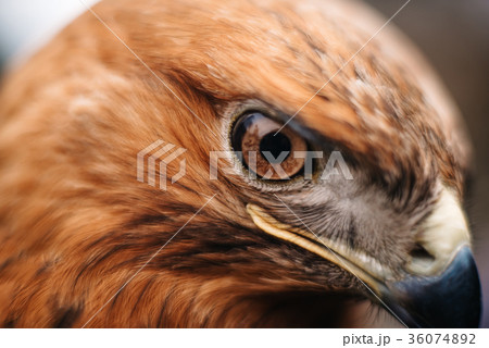 sight of a bird of prey close up 36074892