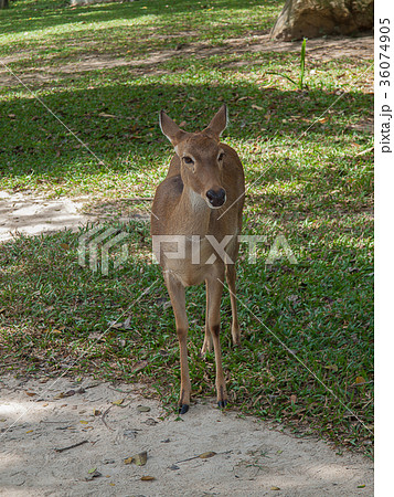 Roe deer wildlife Roe deer wildlife 36074905