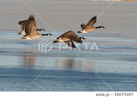 朝日を受けて飛び立つカナダガンたち 朝日を受けて飛び立つカナダガンたち 36075007