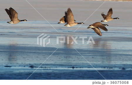 朝日を受けて飛び立つカナダガンたち 朝日を受けて飛び立つカナダガンたち 36075008