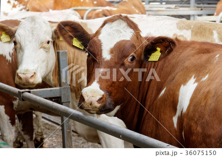 Cows in a farm Cows in a farm 36075150