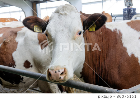 Cows in a farm Cows in a farm 36075151