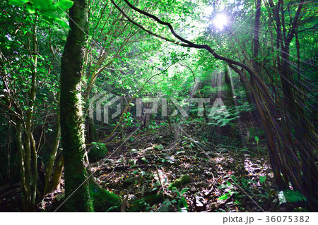 登山道の木漏れ日 背振山脈 登山道の木漏れ日 背振山脈 36075382