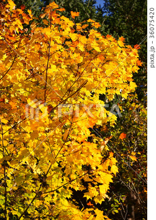 北海道北斗市中山峠の紅葉を撮影 36075420