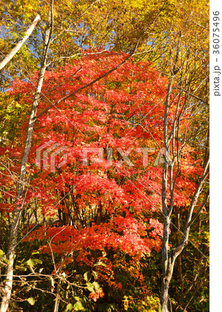 北海道北斗市中山峠の紅葉を撮影の写真素材