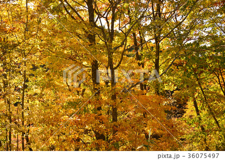 北海道北斗市中山峠の紅葉を撮影 36075497