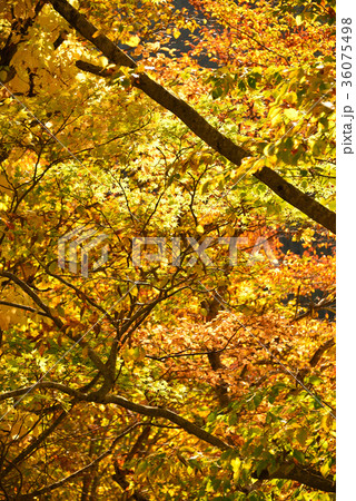 北海道北斗市中山峠の紅葉を撮影 36075498