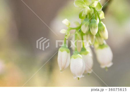 ブルーベリー 花 36075615