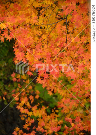 北海道北斗市中山峠の紅葉を撮影の写真素材