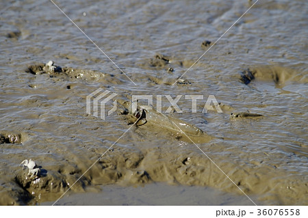 福岡県柳川市の有明海 むつごろうの写真素材