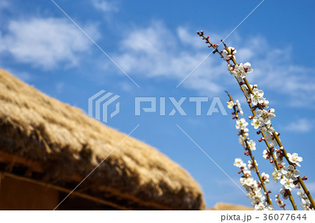 梅 河回村 慶北 36077644