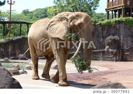 アフリカゾウ 36077691
