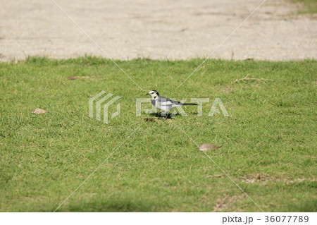 セキレイ 36077789