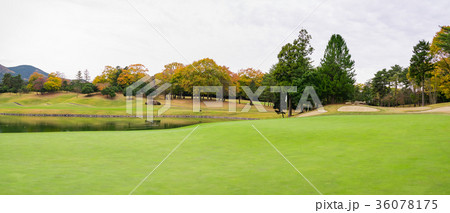 秋のゴルフ場・紅葉とラフのパノラマ 秋のゴルフ場・紅葉とラフのパノラマ 36078175