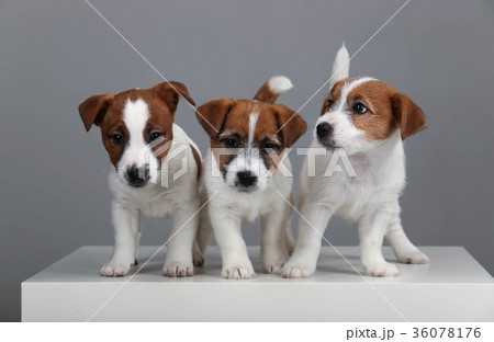 Portrait of three jack russell terrier puppies 36078176