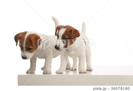 Portrait of two jack russells. White background 36078180