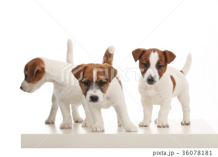 Portrait of three small jack russell. White 36078181