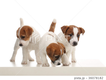 Portrait of three jack russells. White background Portrait of three jack russells. White background 36078182