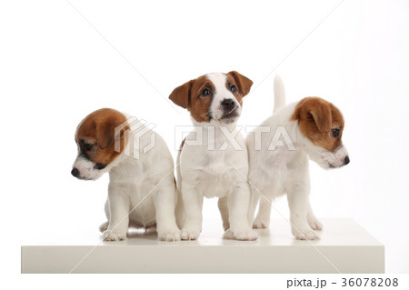 Puppies. White background Puppies. White background 36078208