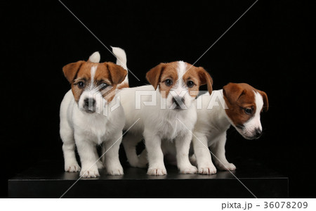 Three isolated tiny dogs. Black background 36078209