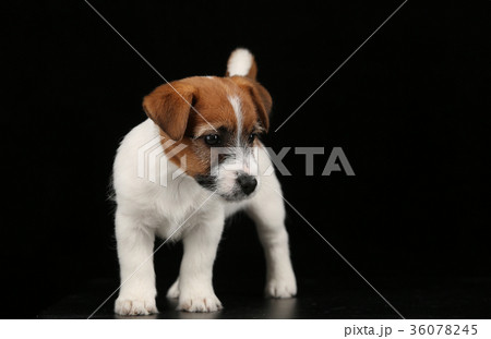 Cute tiny dog. Black background 36078245