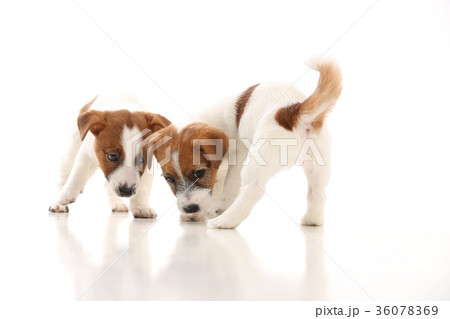 Two cool jack russells. White background Two cool jack russells. White background 36078369