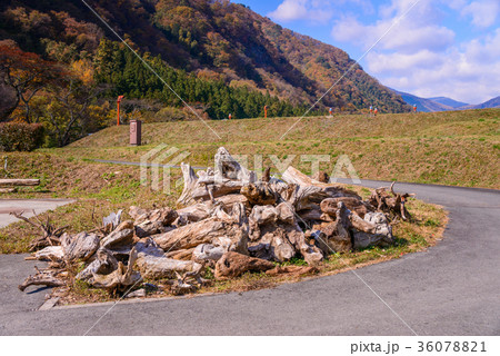 猿ヶ京温泉赤谷湖相俣ダム　集められた流木 36078821