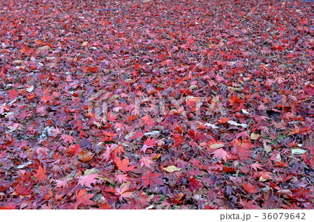落葉 36079642