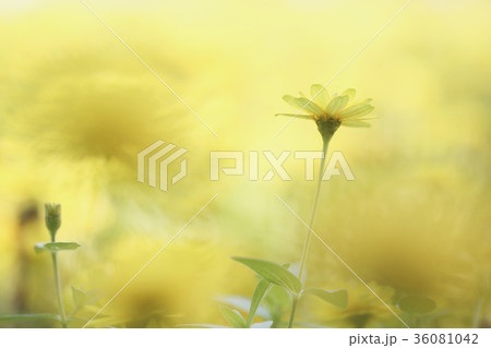 Yellow flower in close up Yellow flower in close up 36081042