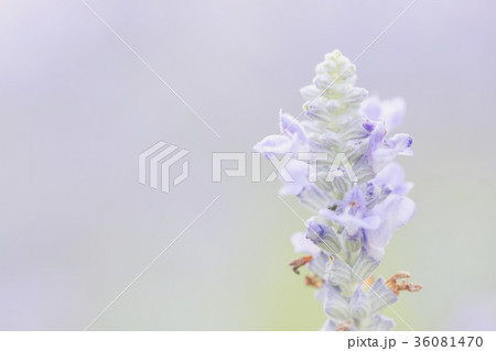 Lavender flower background Lavender flower background 36081470