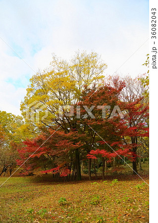 秋の公園 イロハモミジ紅葉 秋の公園 イロハモミジ紅葉 36082043