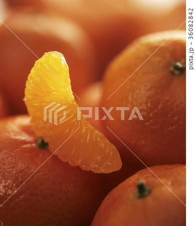 36082842