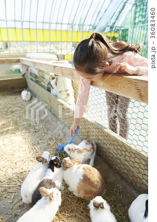 曲がる かがむ 動物園 36083460