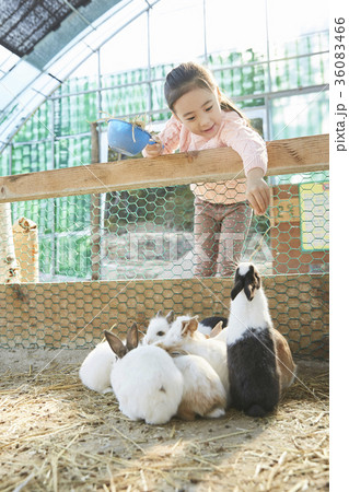 感情 動物 1 36083466