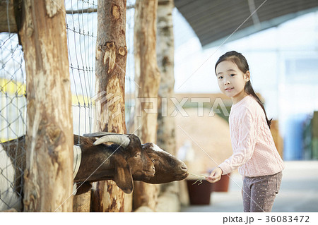 感情 動物 笑顔 36083472