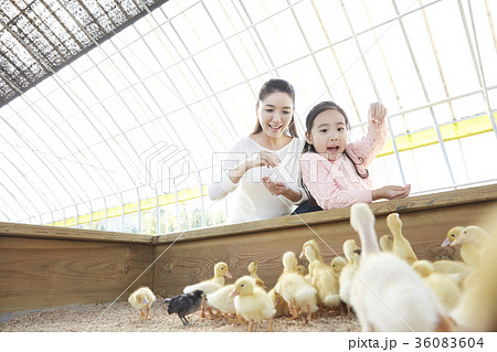 家族 ファミリー 家畜 36083604