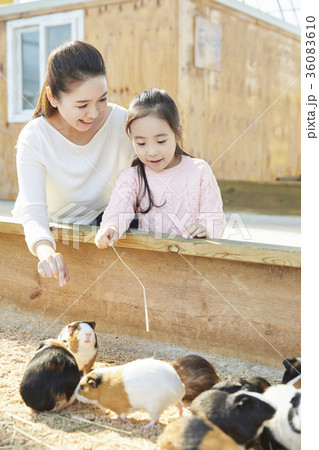 モルモット 動物園 娘 36083610