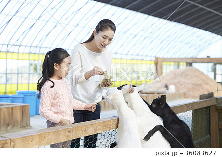 動物 動物園 娘 36083627