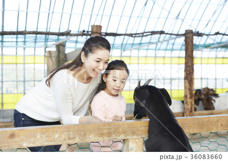 動物園 娘 餌 36083660