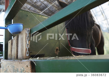 動物 動物園 厩舎 36083672