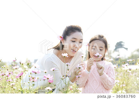 秋 秋の花 家族 36083760