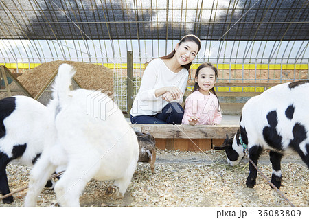 動物 動物園 娘 36083809