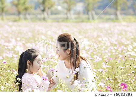 秋 秋の花 家族 36083893