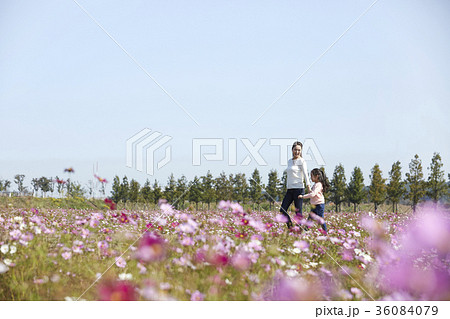 秋 秋の花 家族 36084079