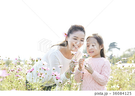 秋 秋の花 家族 36084125