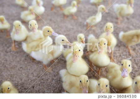 家畜 子 鳥 36084530