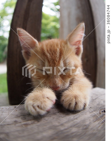 ウトウトする子猫 36084744