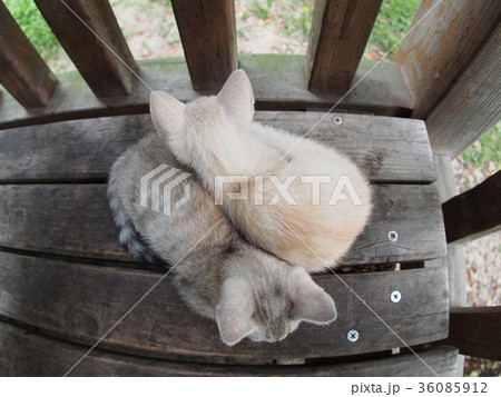 寄り添い眠る子猫 36085912
